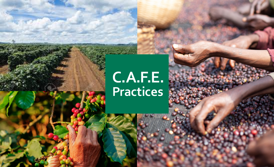 스타벅스의 CAFE Practices